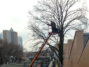Кронирование деревьев в Москве
