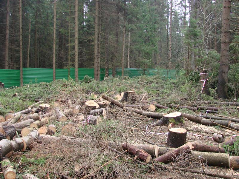 вырубка деревьев на собственном земельном участке