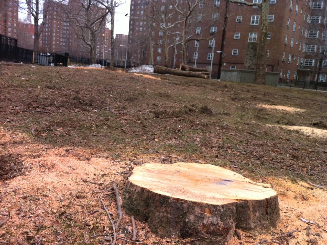 Вырубка деревьев в Московской области